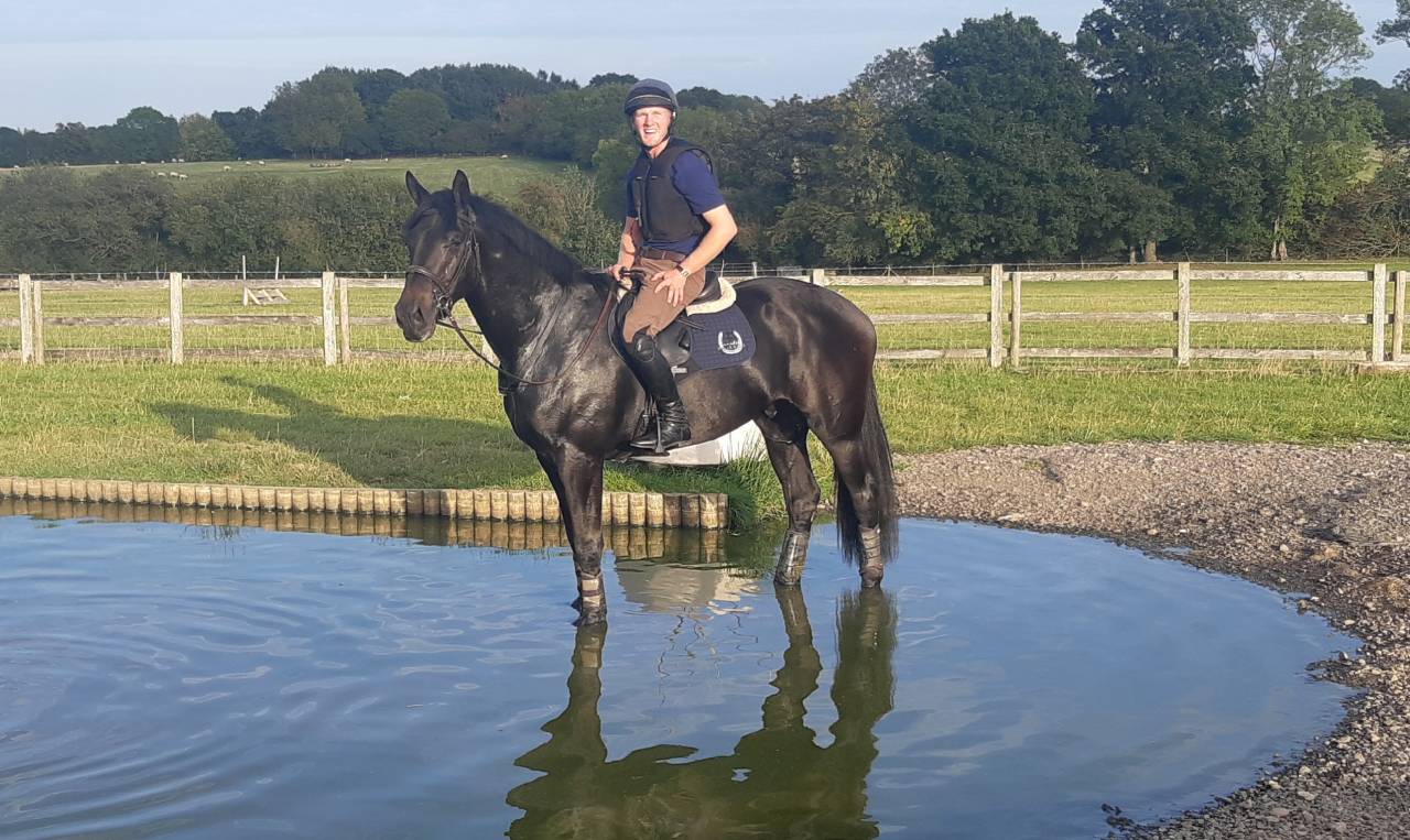 Ruin AES Anglo European Studbook Te koop 2016 Bruin / Bai ,  Lynwood Constitution