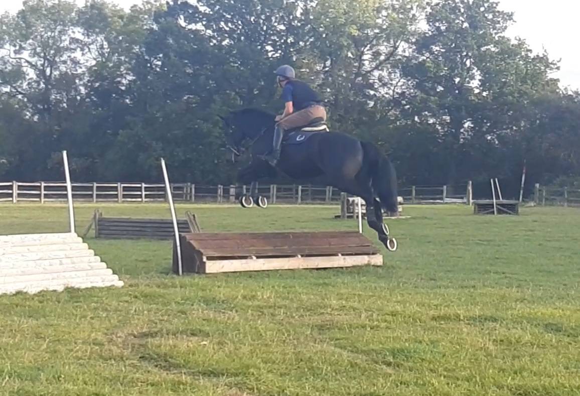 Ruin AES Anglo European Studbook Te koop 2016 Bruin / Bai ,  Lynwood Constitution