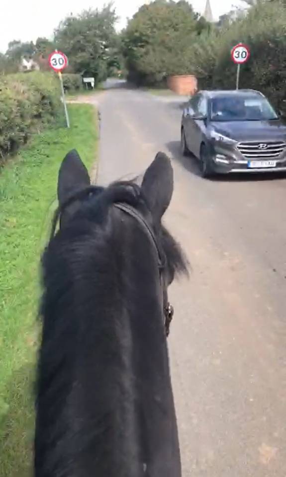 Ruin AES Anglo European Studbook Te koop 2016 Bruin / Bai ,  Lynwood Constitution