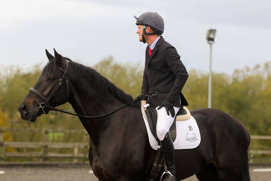 Ruin AES Anglo European Studbook Te koop 2016 Bruin / Bai ,  Lynwood Constitution