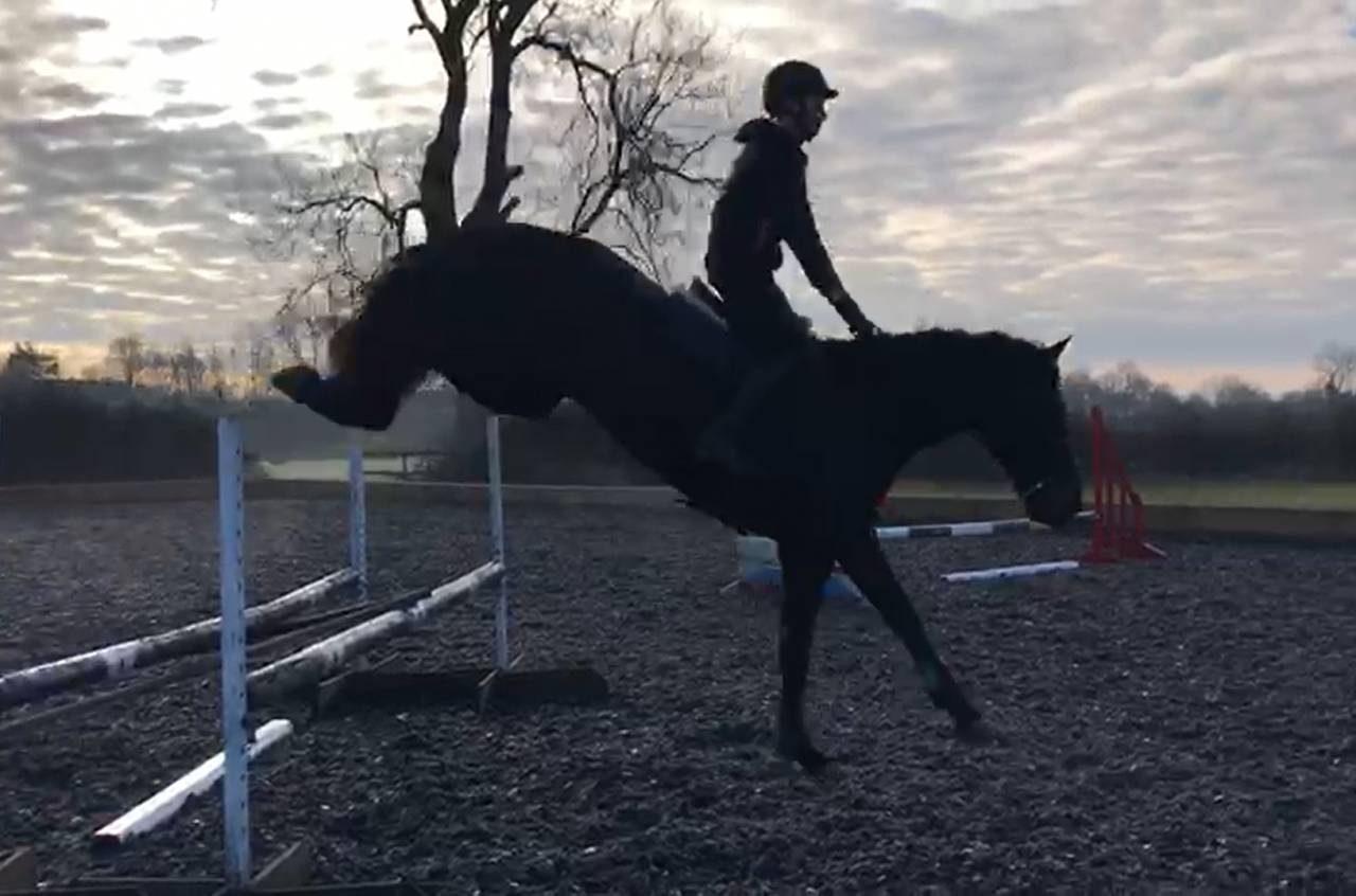 Ruin AES Anglo European Studbook Te koop 2016 Bruin / Bai ,  Lynwood Constitution