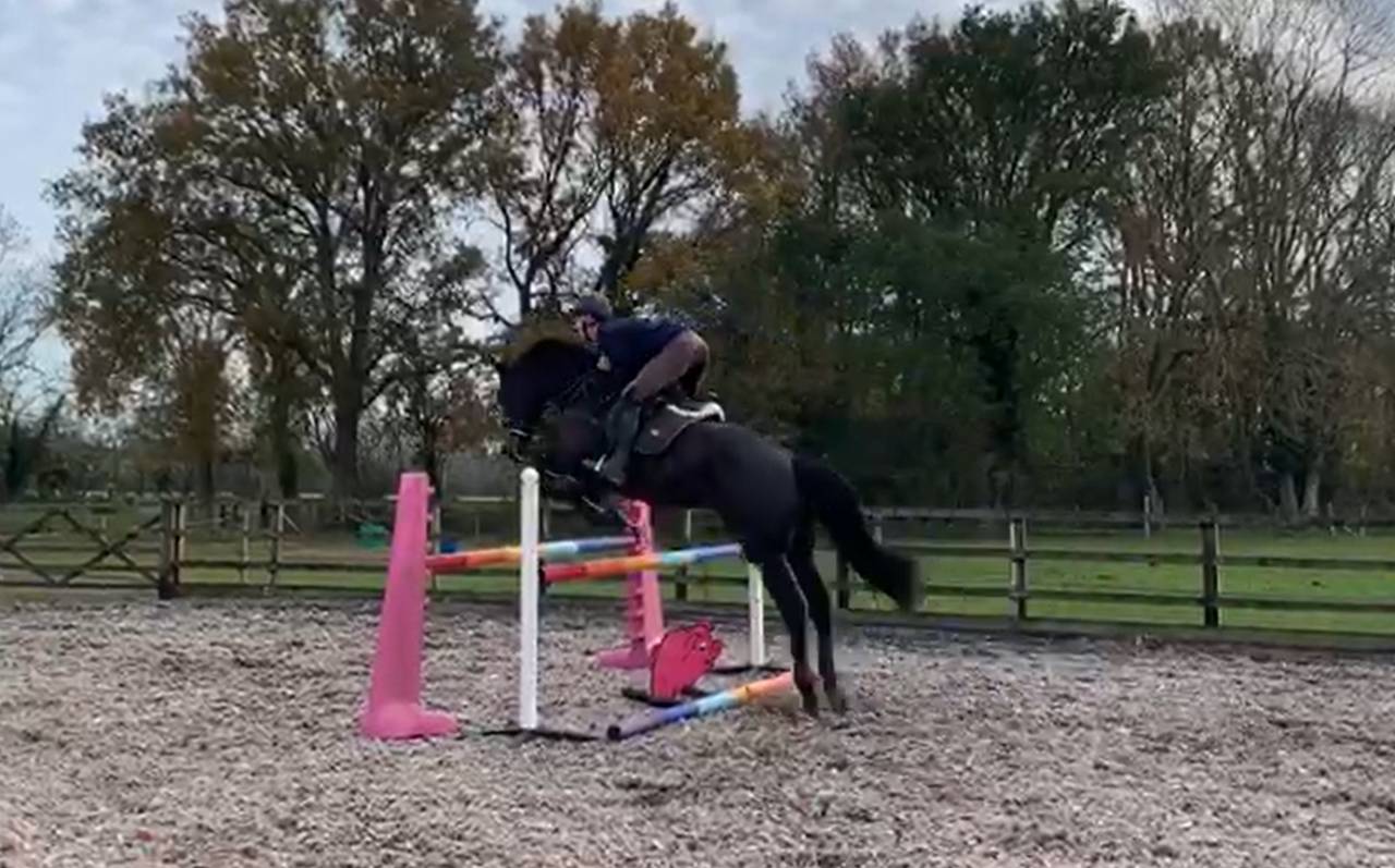 Ruin AES Anglo European Studbook Te koop 2016 Bruin / Bai ,  Lynwood Constitution