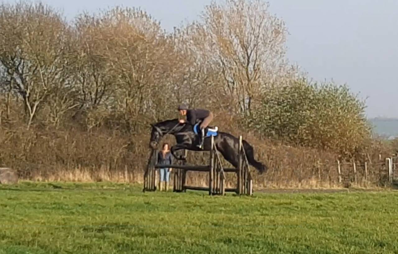 Ruin AES Anglo European Studbook Te koop 2016 Bruin / Bai ,  Lynwood Constitution