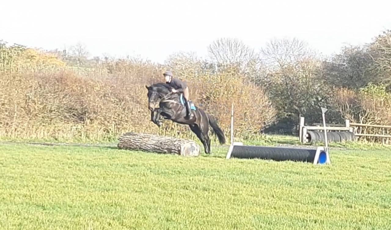 Ruin AES Anglo European Studbook Te koop 2016 Bruin / Bai ,  Lynwood Constitution