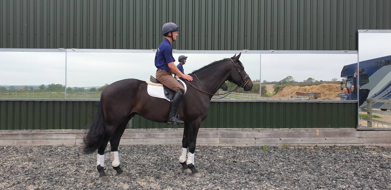 Ruin AES Anglo European Studbook Te koop 2016 Bruin / Bai ,  Lynwood Constitution