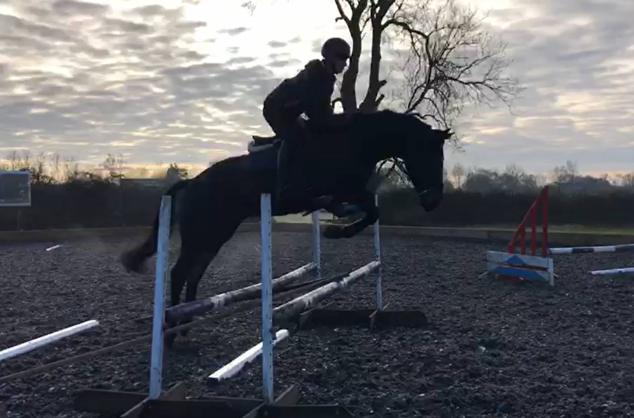 Ruin AES Anglo European Studbook Te koop 2016 Bruin / Bai ,  Lynwood Constitution