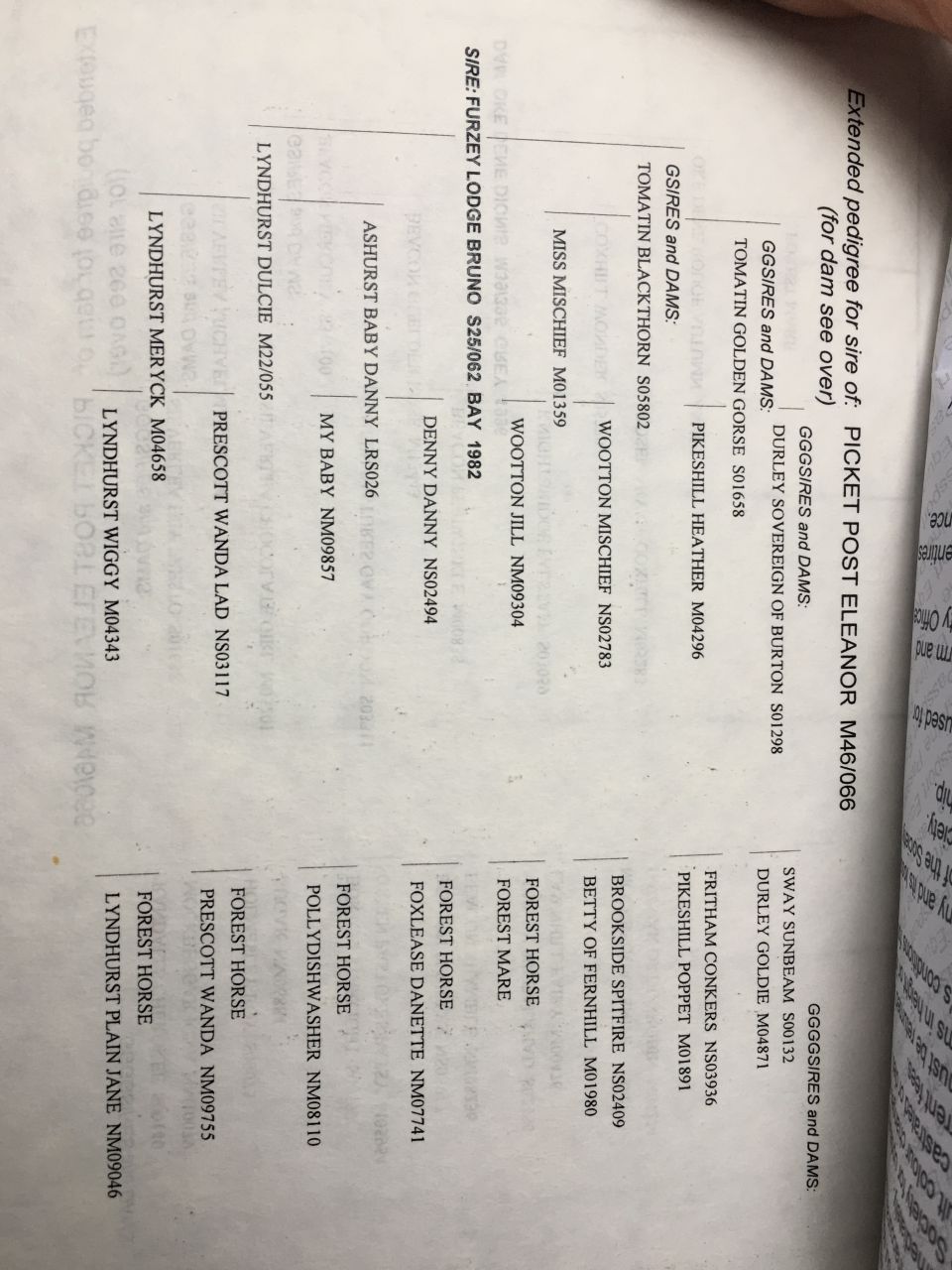 Draagmerrie New Forest Te koop 2003 Donker bruin / bai