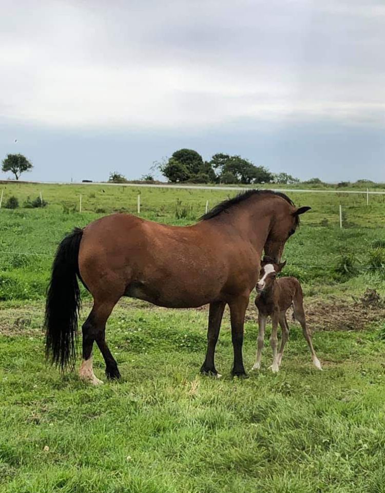 Draagmerrie New Forest Te koop 2003 Donker bruin / bai