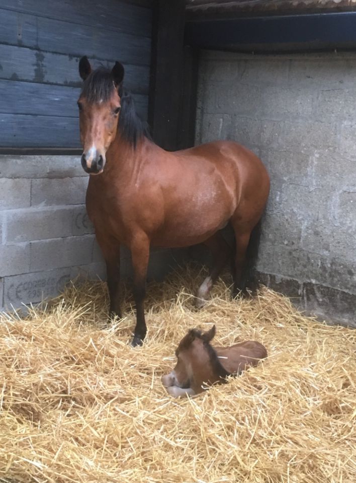 Draagmerrie New Forest Te koop 2003 Donker bruin / bai