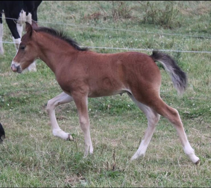 Draagmerrie New Forest Te koop 2003 Donker bruin / bai