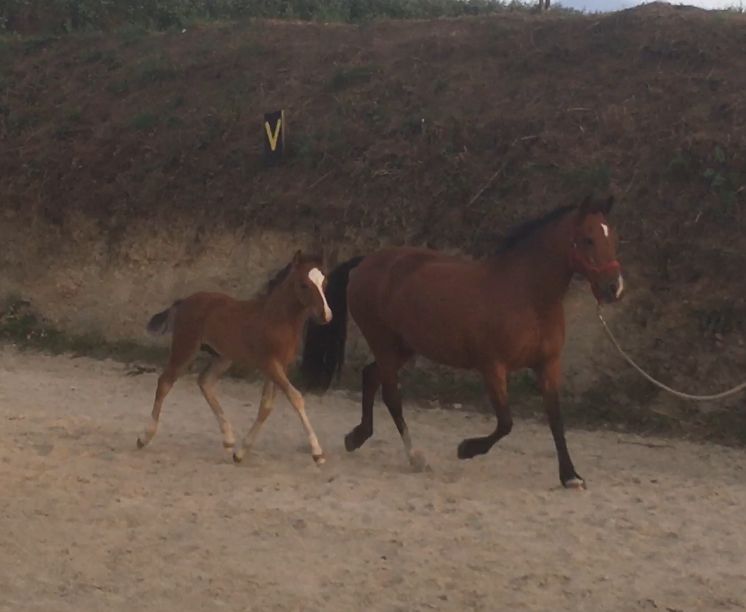 Draagmerrie New Forest Te koop 2003 Donker bruin / bai