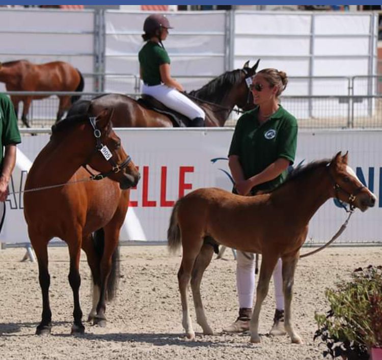 Draagmerrie New Forest Te koop 2003 Donker bruin / bai