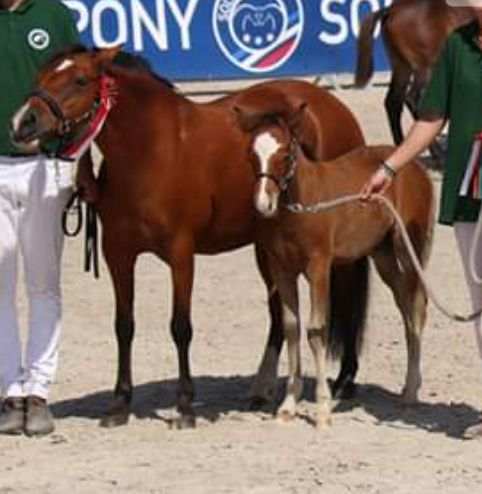 Draagmerrie New Forest Te koop 2003 Donker bruin / bai