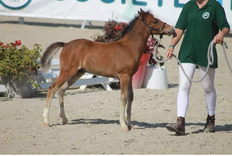 Draagmerrie New Forest Te koop 2003 Donker bruin / bai