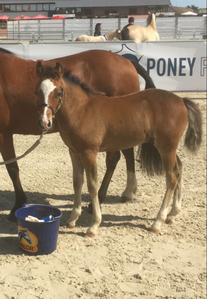 Draagmerrie New Forest Te koop 2003 Donker bruin / bai