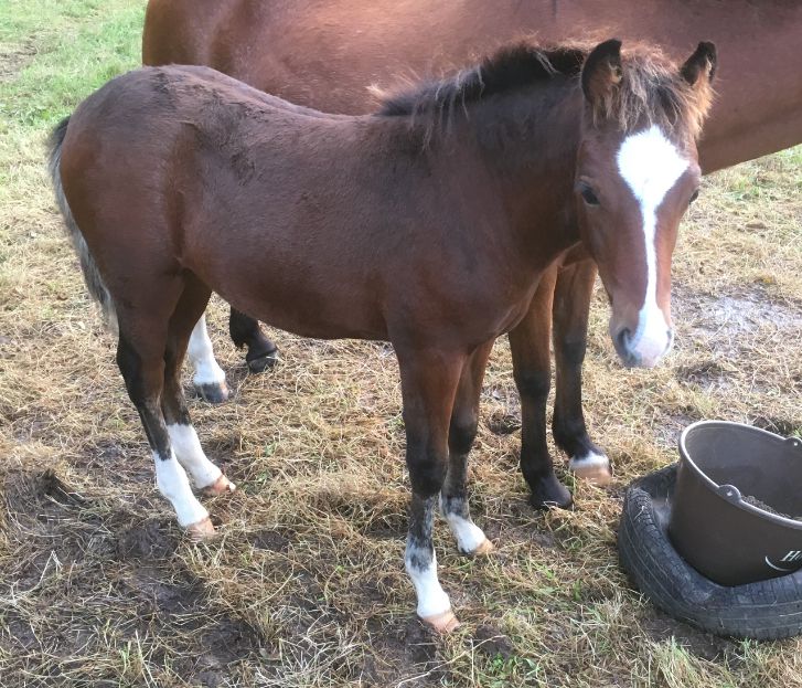 Draagmerrie New Forest Te koop 2003 Donker bruin / bai