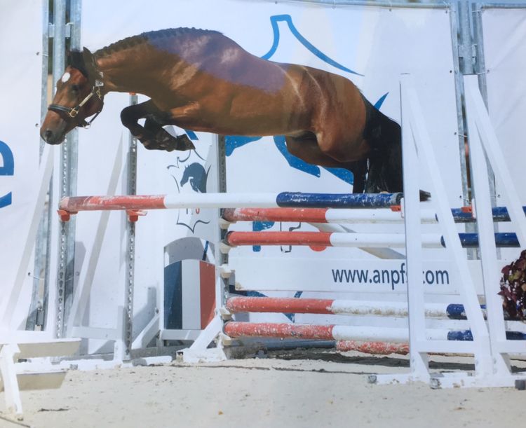 Draagmerrie New Forest Te koop 2003 Donker bruin / bai