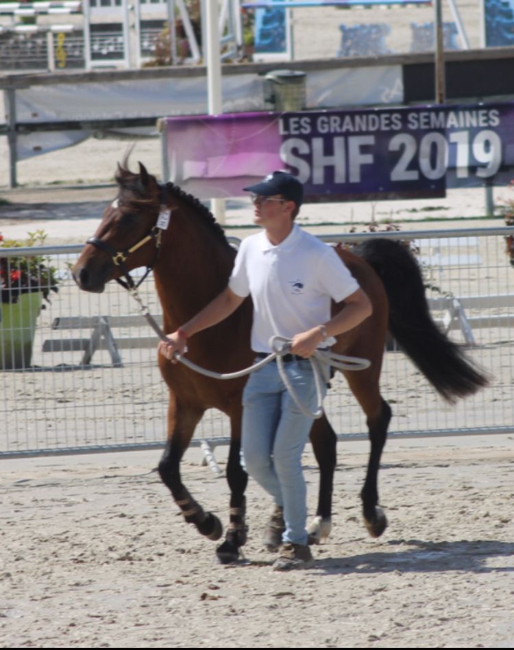 Draagmerrie New Forest Te koop 2003 Donker bruin / bai