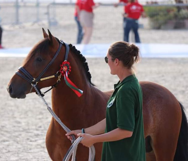 Draagmerrie New Forest Te koop 2003 Donker bruin / bai