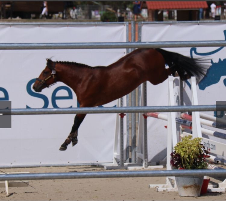 Draagmerrie New Forest Te koop 2003 Donker bruin / bai