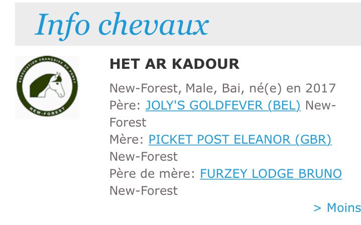 Draagmerrie New Forest Te koop 2003 Donker bruin / bai