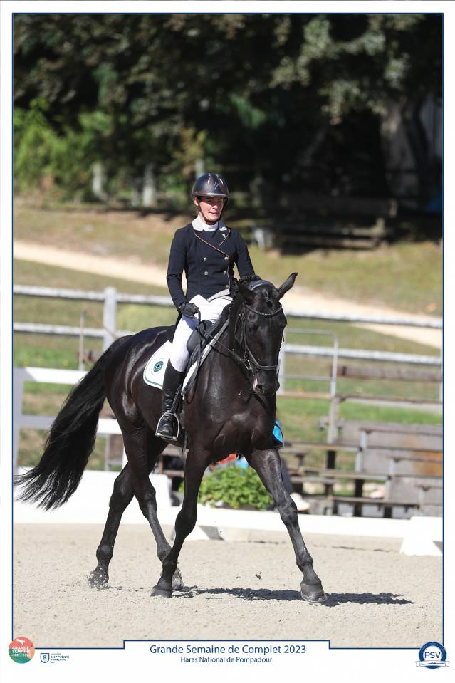 HEROE DE CAFENY - Selle Français 2017 ,  DIAMANT DE SEMILLY