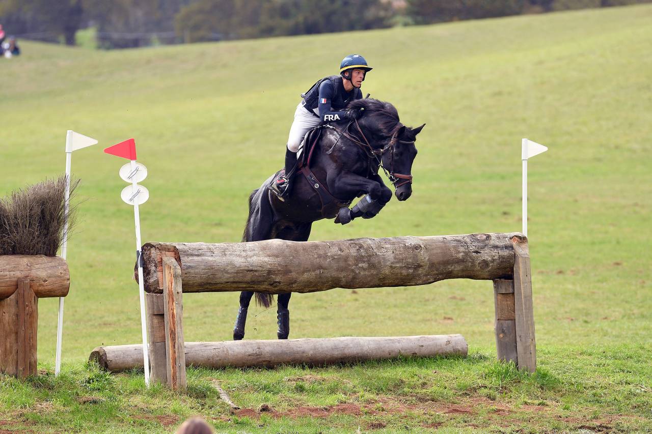 HEROE DE CAFENY - Selle Fran&ccedil;ais 2017 ,  DIAMANT DE SEMILLY
