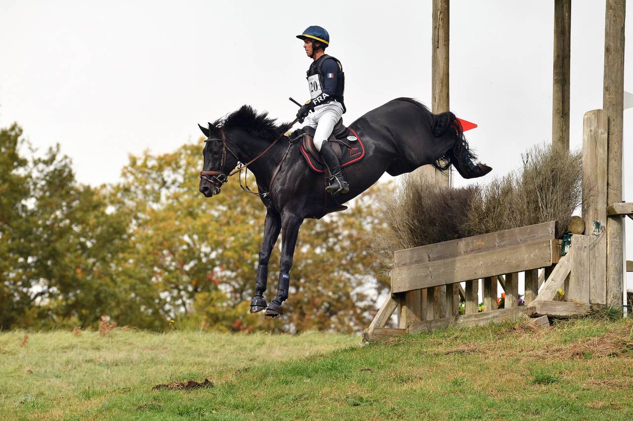 HEROE DE CAFENY - Selle Fran&ccedil;ais 2017 ,  DIAMANT DE SEMILLY