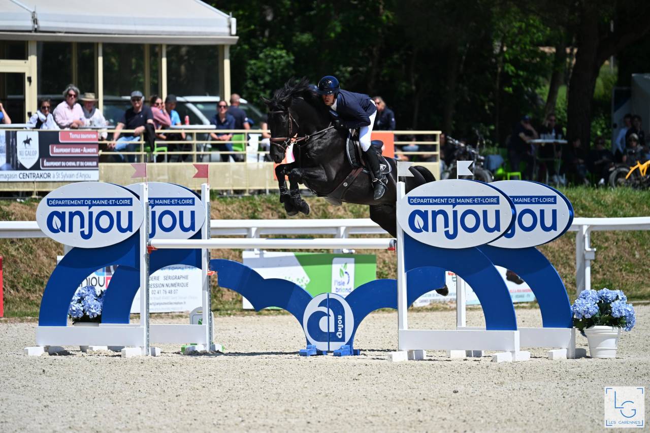 HEROE DE CAFENY - Selle Fran&ccedil;ais 2017 ,  DIAMANT DE SEMILLY