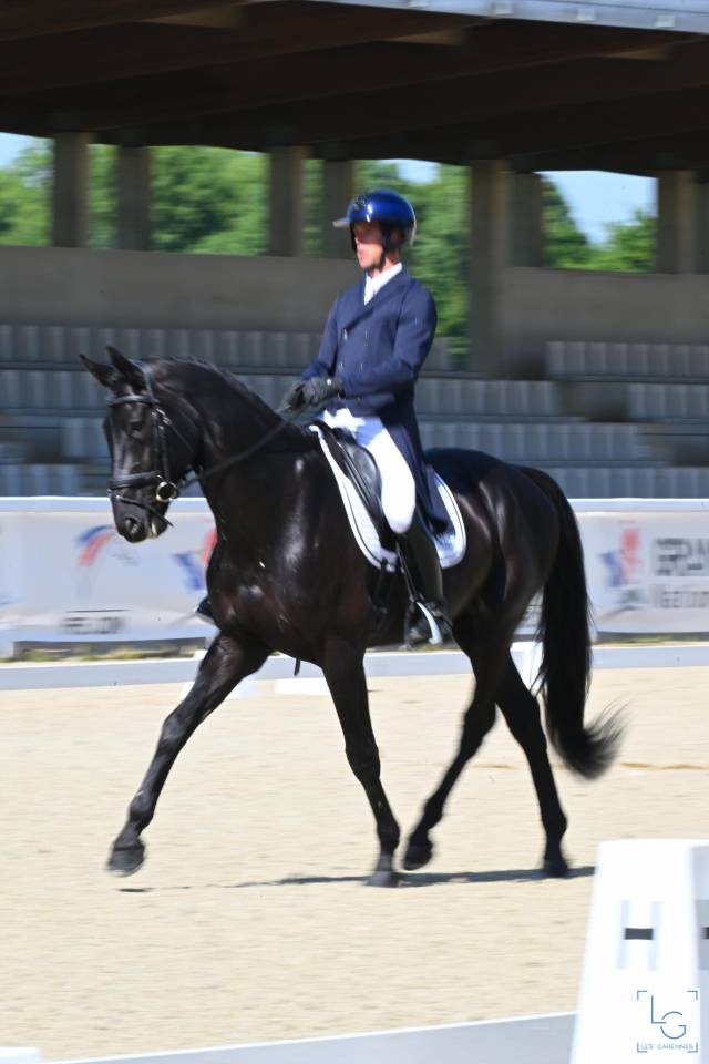 HEROE DE CAFENY - Selle Fran&ccedil;ais 2017 ,  DIAMANT DE SEMILLY