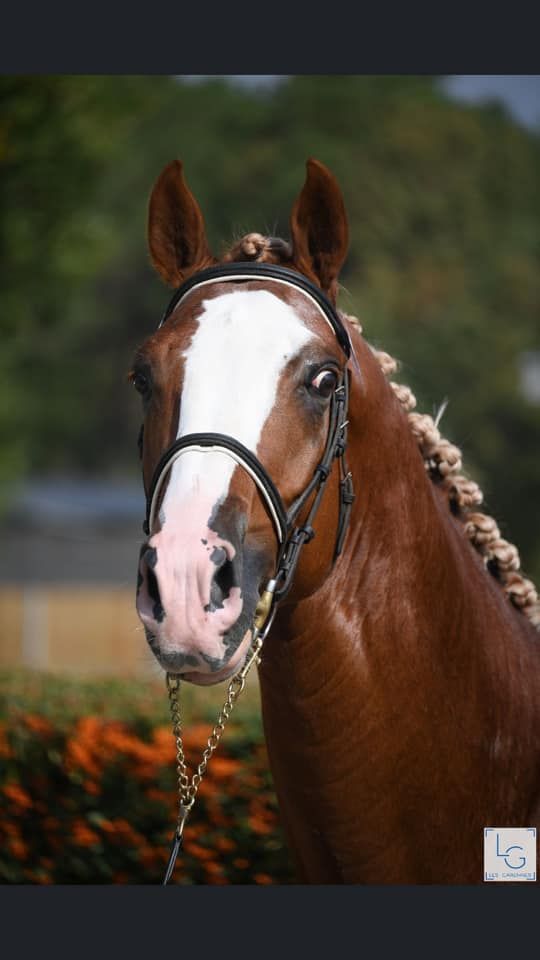 Gracieux d'Osmont - Selle Français 2016 ,  jadis de toscane  sfa