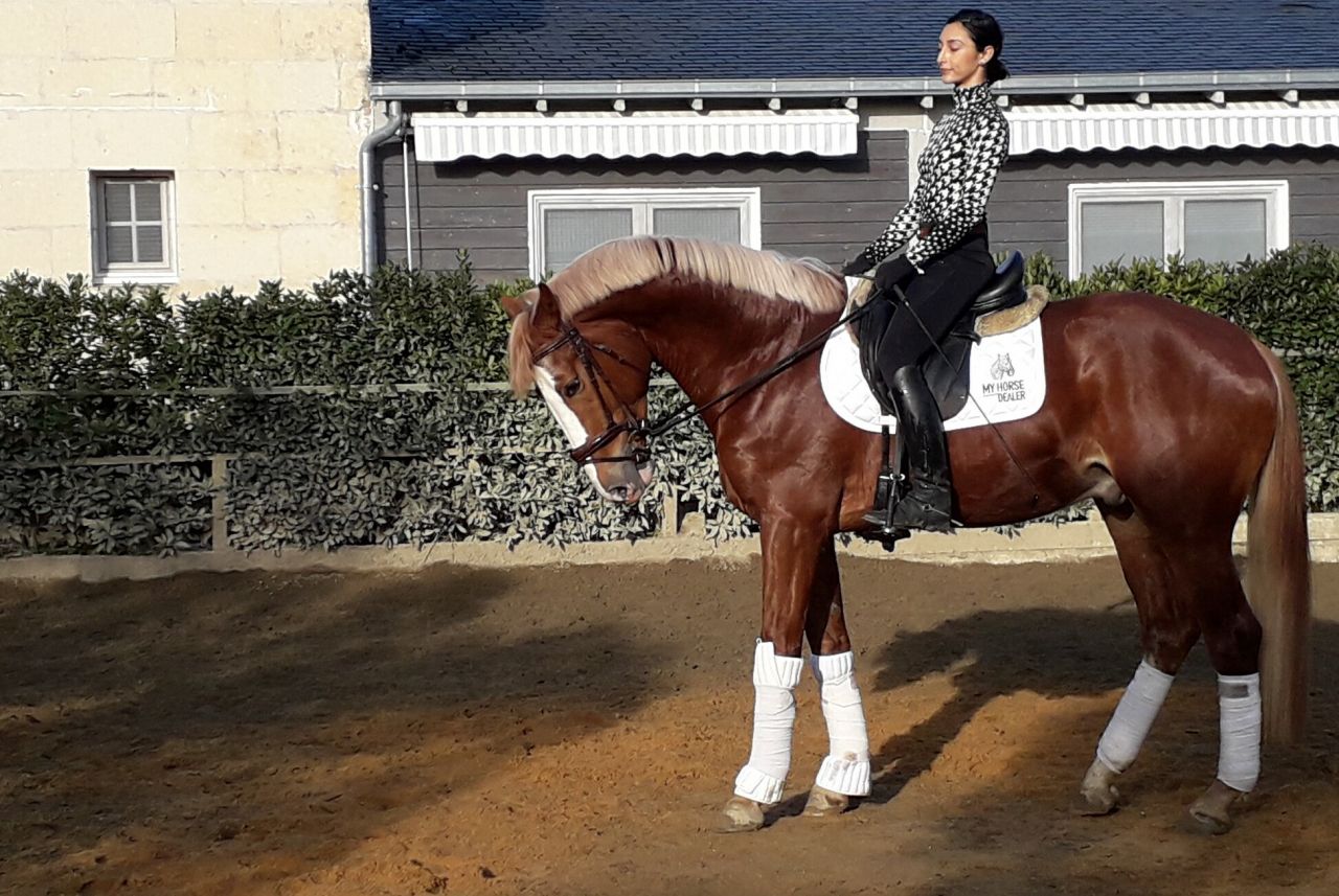 Gracieux d'Osmont - Selle Français 2016 ,  jadis de toscane  sfa