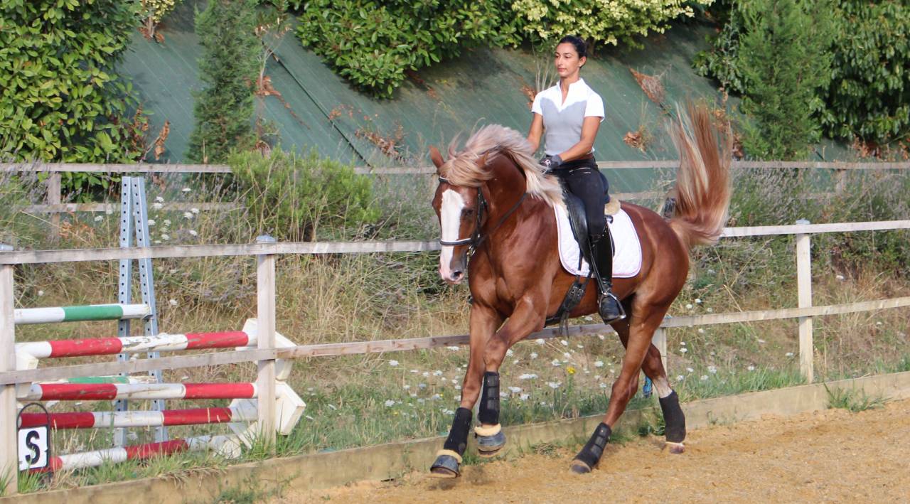 Gracieux d'Osmont - Selle Français 2016 ,  jadis de toscane  sfa