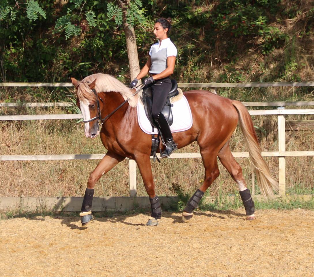 Gracieux d'Osmont - Selle Français 2016 ,  jadis de toscane  sfa