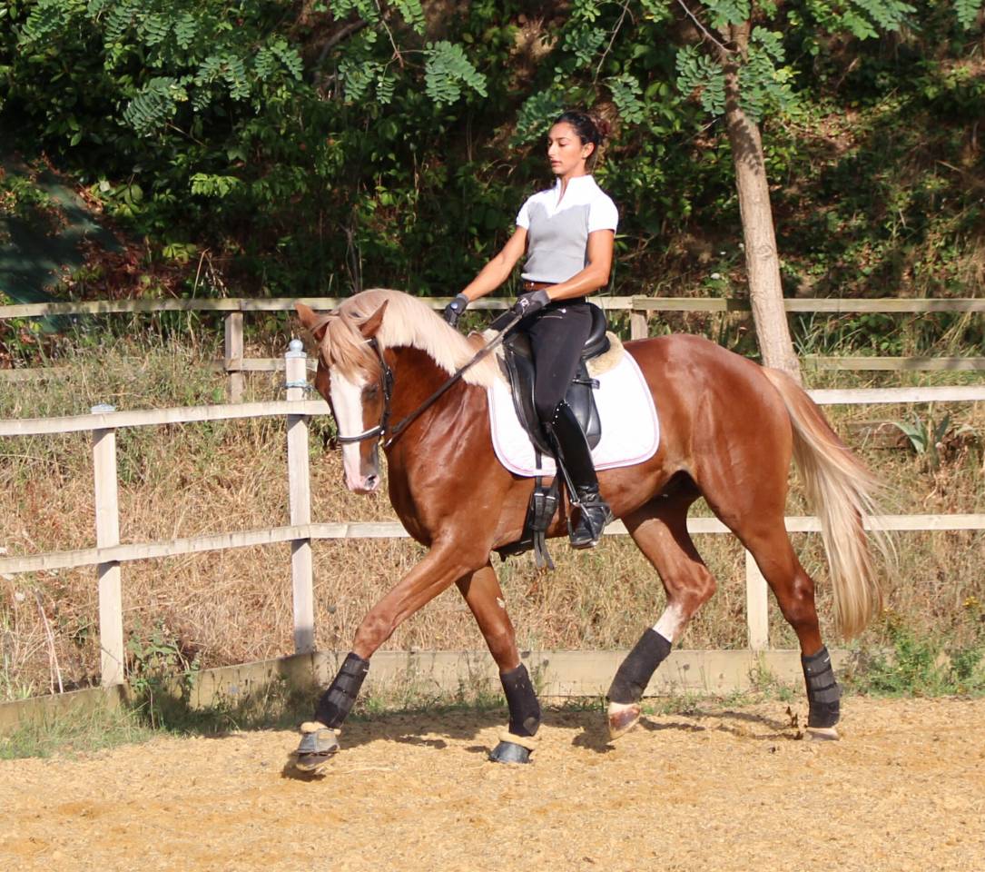 Gracieux d'Osmont - Selle Français 2016 ,  jadis de toscane  sfa