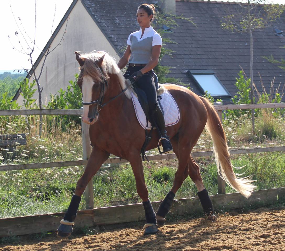 Gracieux d'Osmont - Selle Français 2016 ,  jadis de toscane  sfa