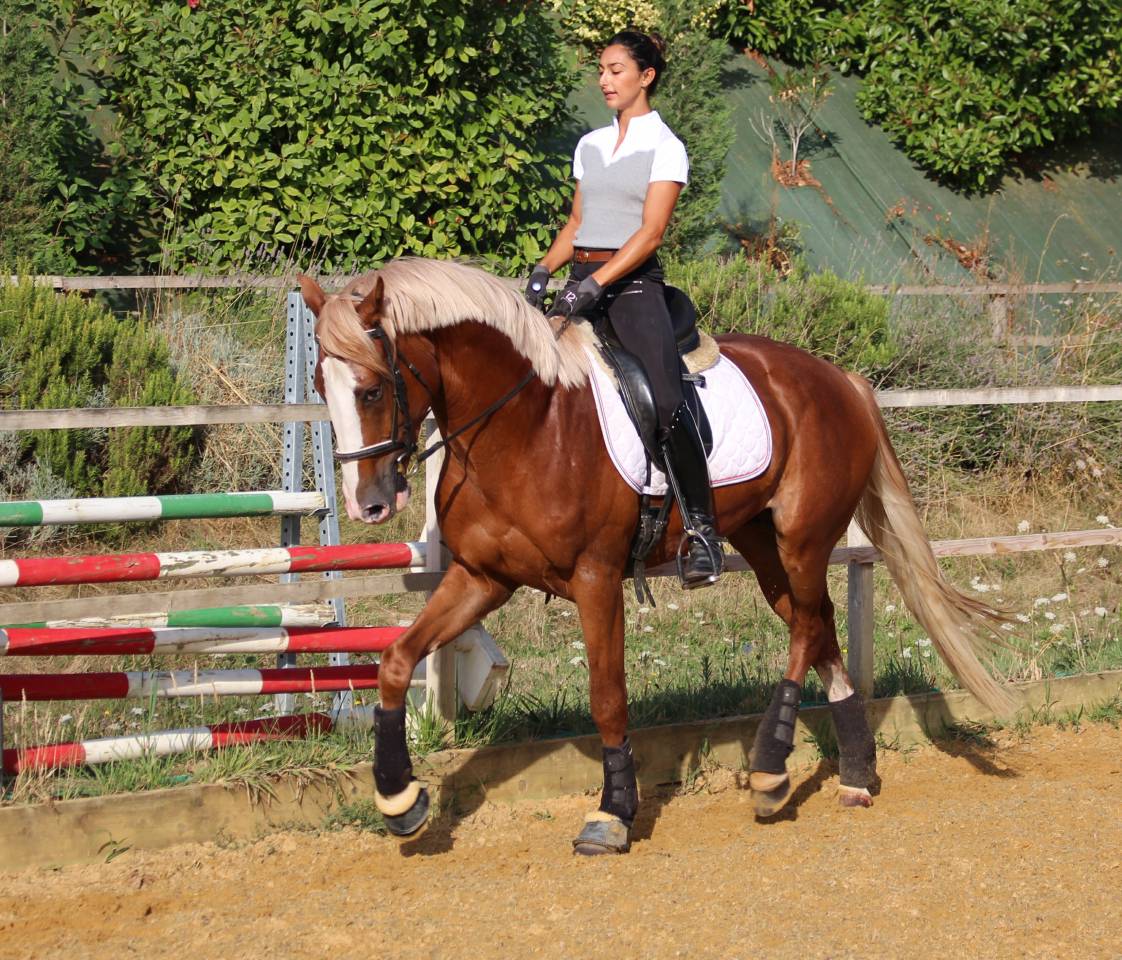 Gracieux d'Osmont - Selle Français 2016 ,  jadis de toscane  sfa