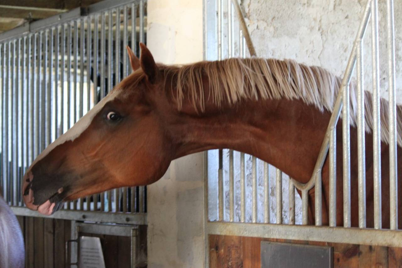 Gracieux d'Osmont - Selle Français 2016 ,  jadis de toscane  sfa