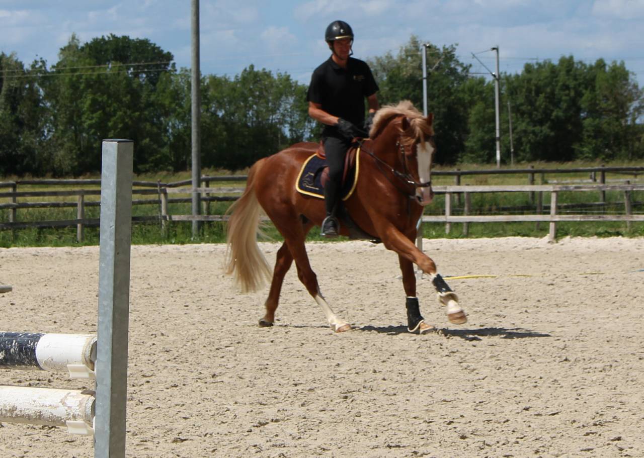 Gracieux d'Osmont - Selle Français 2016 ,  jadis de toscane  sfa