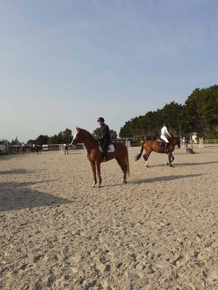 Gracieux d'Osmont - Selle Français 2016 ,  jadis de toscane  sfa