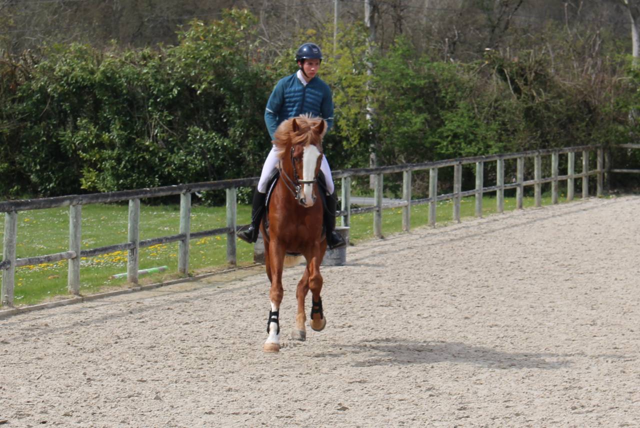 Gracieux d'Osmont - Selle Français 2016 ,  jadis de toscane  sfa