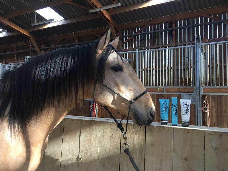 MAGISTRAL DE LA COMBE - Lusitano 2016 ,  VERDI