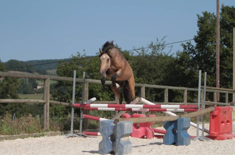 MAGISTRAL DE LA COMBE - Lusitano 2016 ,  VERDI