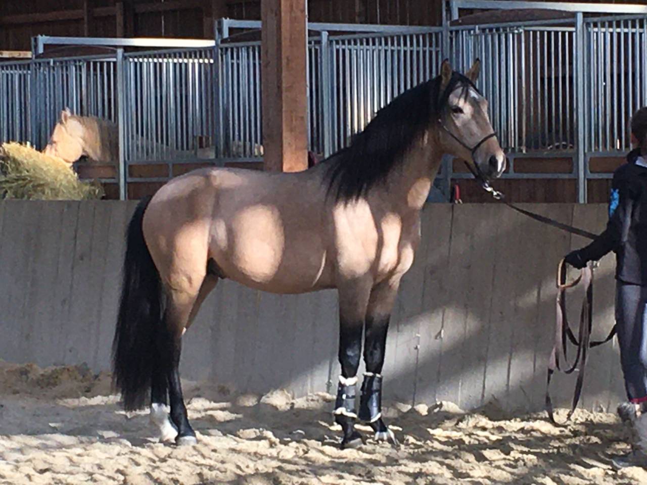 MAGISTRAL DE LA COMBE - Lusitano 2016 ,  VERDI