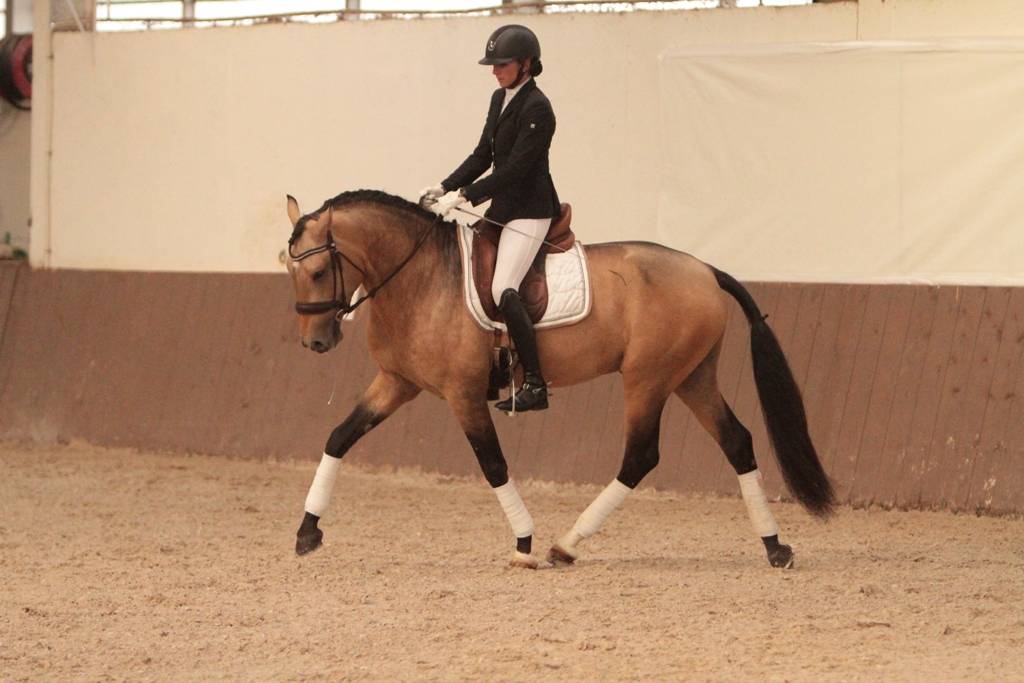 MAGISTRAL DE LA COMBE - Lusitano 2016 ,  VERDI