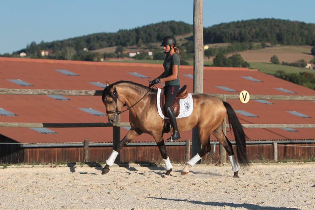 MAGISTRAL DE LA COMBE - Lusitano 2016 ,  VERDI