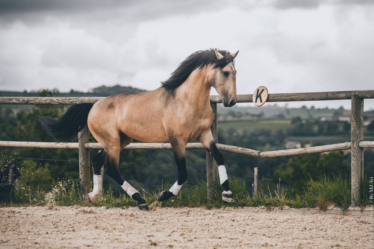 MAGISTRAL DE LA COMBE - Lusitano 2016 ,  VERDI