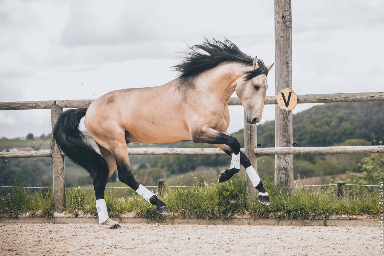 MAGISTRAL DE LA COMBE - Lusitano 2016 ,  VERDI