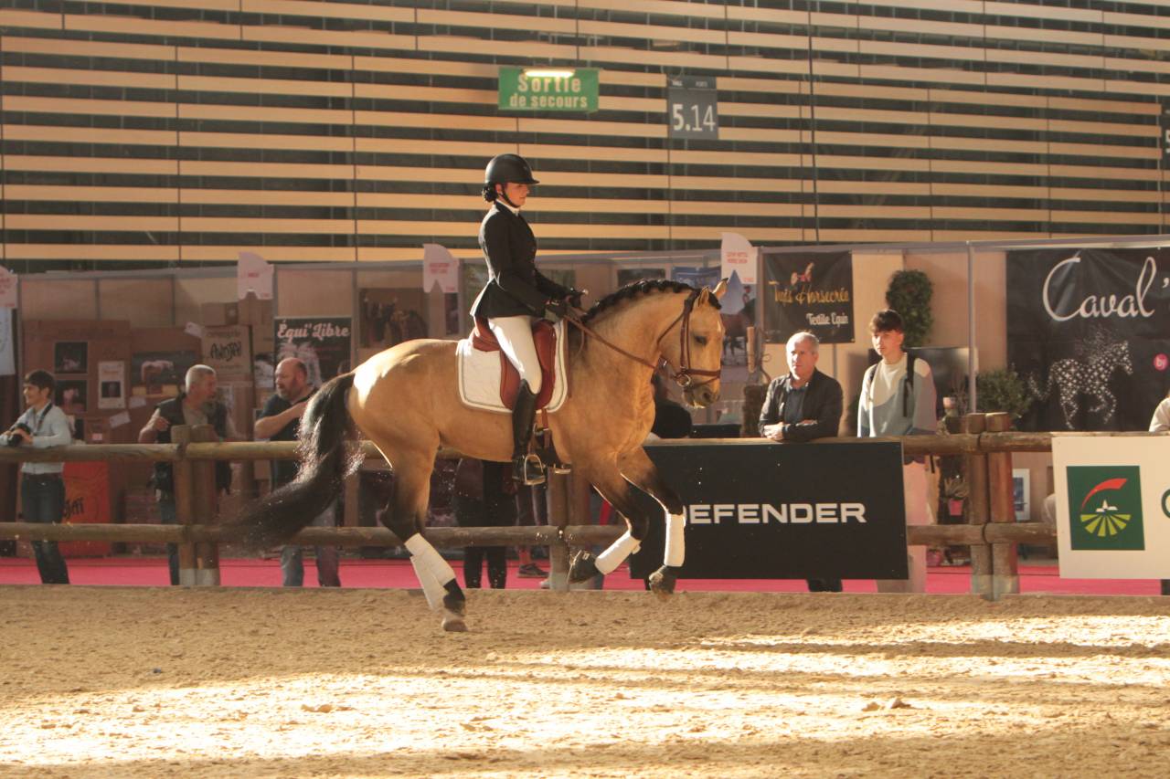 MAGISTRAL DE LA COMBE - Lusitano 2016 ,  VERDI