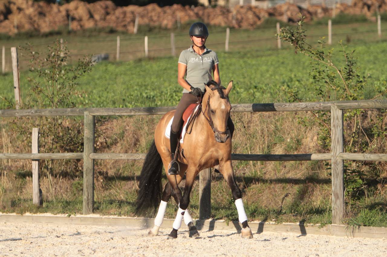 MAGISTRAL DE LA COMBE - Lusitano 2016 ,  VERDI